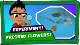 Kid Experiments | Pressed Flowers