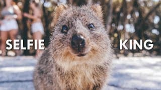Quokkas | The Happiest Animals on the Internet