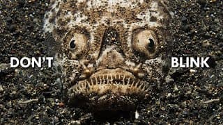 Stargazers | Nightmares of the Ocean Floor