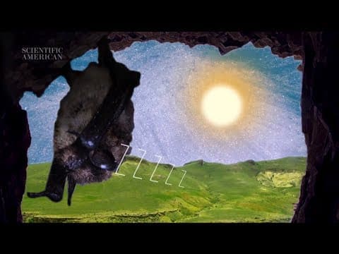 Why Do We Sleep? - Instant Egghead #55