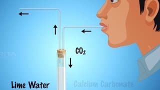 Role of Carbon dioxide During Respiration