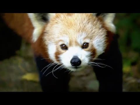 The Cutest Animals in the World