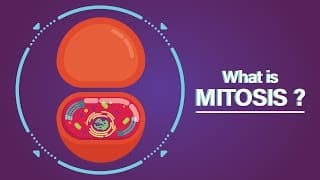 What is Mitosis