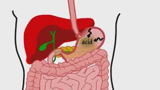 The Digestive System Song by Peter Weatherall