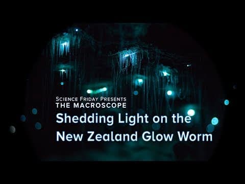 Shedding Light on the New Zealand Glow Worm