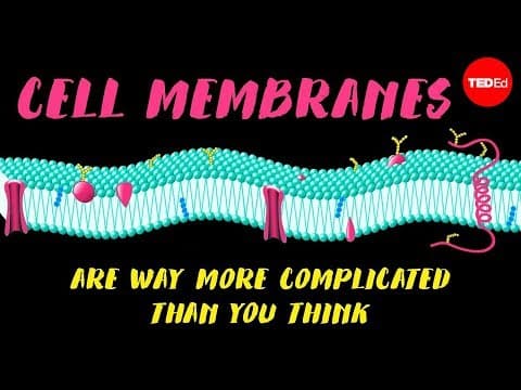 Cell membranes are way more complicated than you think - Nazzy Pakpour - YouTube