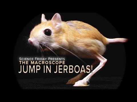 Jump In Jerboas - YouTube