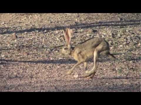 Desert Biome - Hot and Dry Deserts