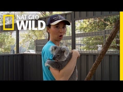 Koala Hospital | Koala Hospital