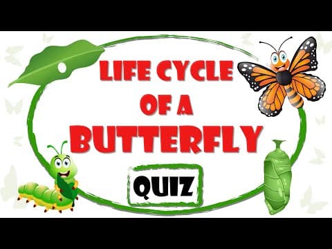 Life Cycle of a Butterfly Quiz with Animated Explanation