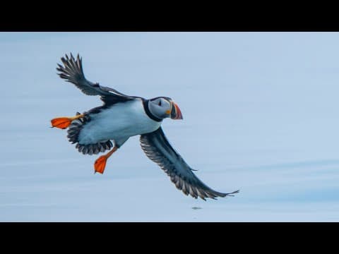 How Can Puffins Fly Both in the Air and Underwater? Wild Birds Revealed
