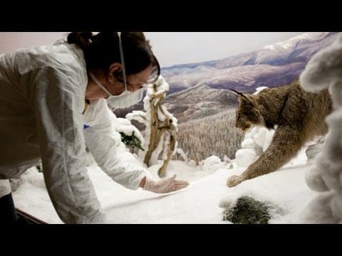 How does the Great Diving Beetle hunt underwater