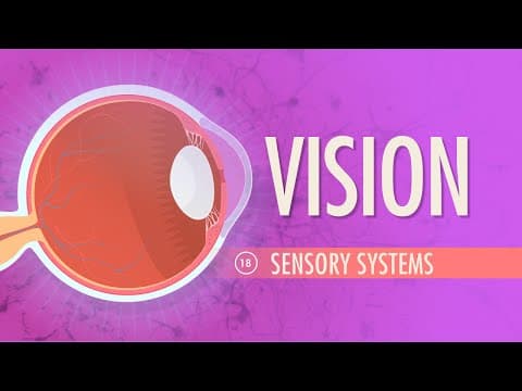 Vision: Crash Course Anatomy & Physiology