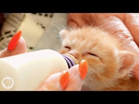 How Kittens Go From Clueless to Cute