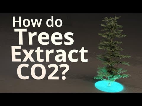 How Do Trees Extract CO2?