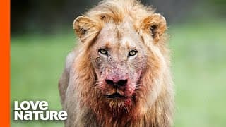 Big Cats Have Eyes Designed For Hunting | Lions, Leopards, Tigers