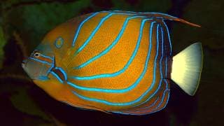Facts | The Blue Ring Angelfish |Annularis Angelfish