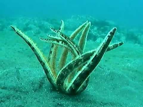 Giant upside down Starfish