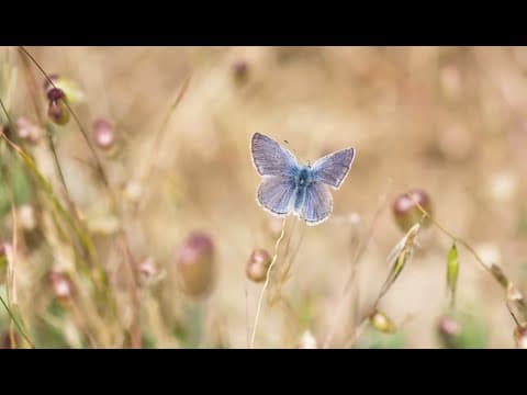 What secrets will the extinct Xerces Blue butterfly reveal