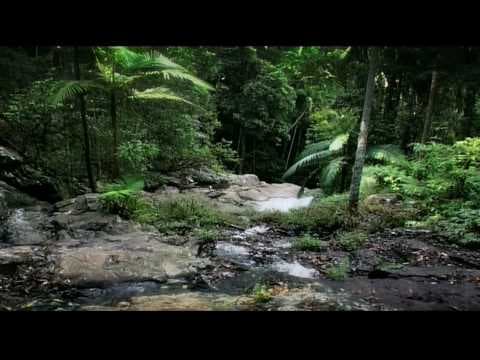 Rainforest |Beneath the Canopy Part 02