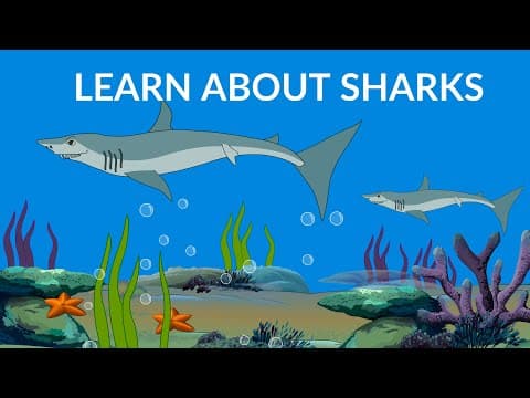 Learn about sharks - types and habitat