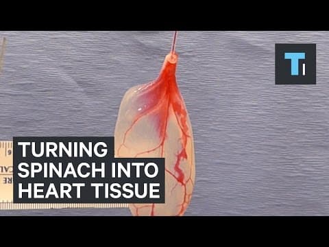 Scientists are turning spinach leaves into heart tissue