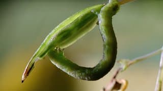 Caterpillars Feeding on Exploding Touch-Me-Not Seed Pods