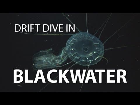 Blackwater Drift Dive - UnderH2O - PBS Digital Studios