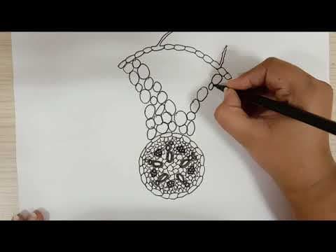 How to Draw the Transverse Section of Monocot root