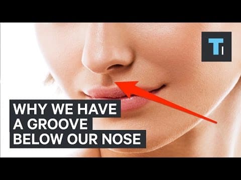 Here's why we have that little groove below our nose