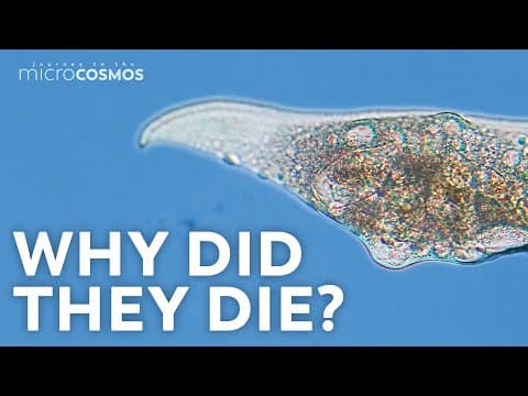 Death in the Microcosmos