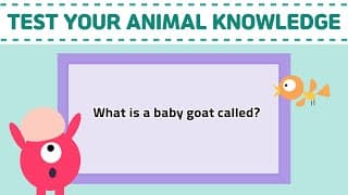 Animal Trivia Questions | Test your animal knowledge