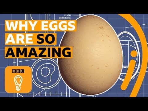 Do eggs contain the secrets of the universe? | BBC Ideas