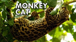Margay | The Cat That Thinks It's a Monkey