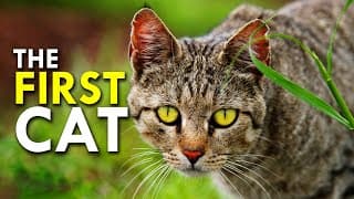 African Wildcat | The Cat That Domesticated Us