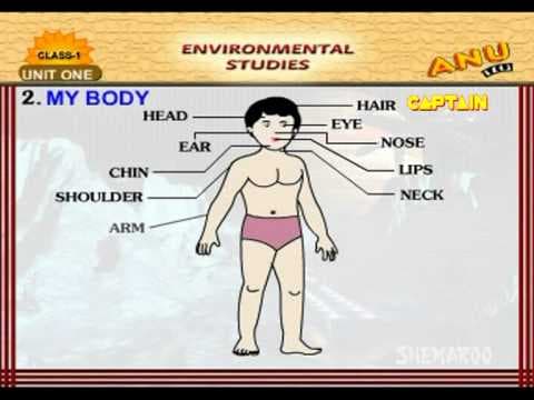 My body - kids learning videos 