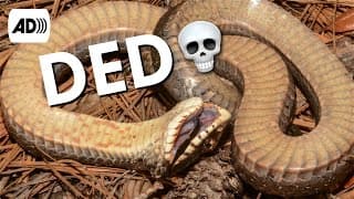 Hognose Snake | Described Video