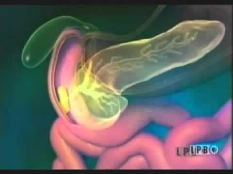 Health Digestive System 101