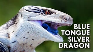 Blue Tongued Skink |The Dragon With A Blue Tongue