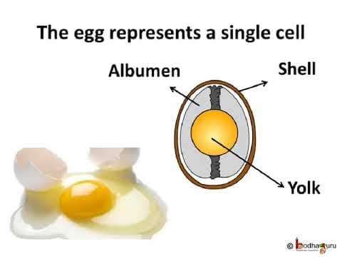 कोशिका – Cell – Unit of Life – in Hindi