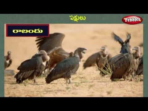 Birds learning video