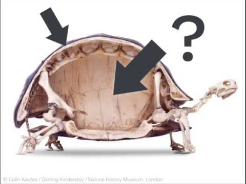 Could a turtle live outside its shell