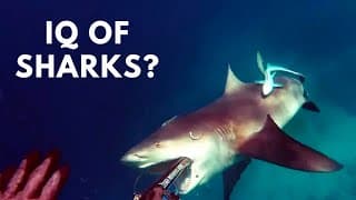 How Smart Are Sharks Really