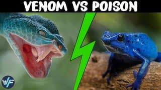 What is the Difference Between Venom and Poison