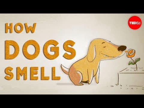 How do dogs "see" with their noses?