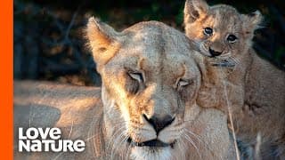 What Do Lions Do When They Are Not Hunting