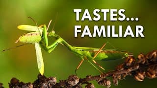 These Animals Eat Their Babies