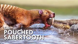 Thylacosmilus| The Sabertooth With A Pouch
