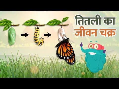 लाइफ ऑफ़ बटरफ्लाई | तितली का जीवन चक्र | Life of Butterfly In Hindi | Dr.Binocs Show | Kids Videos