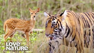 Starving Tiger Family Ambushes Herd of Deer